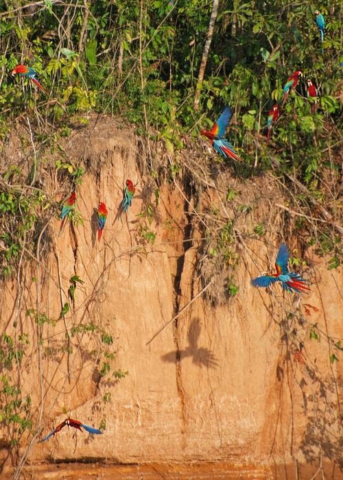Collpa de Guacamayos Chuncho y Lago Sandoval 4 Días / 3 Noches