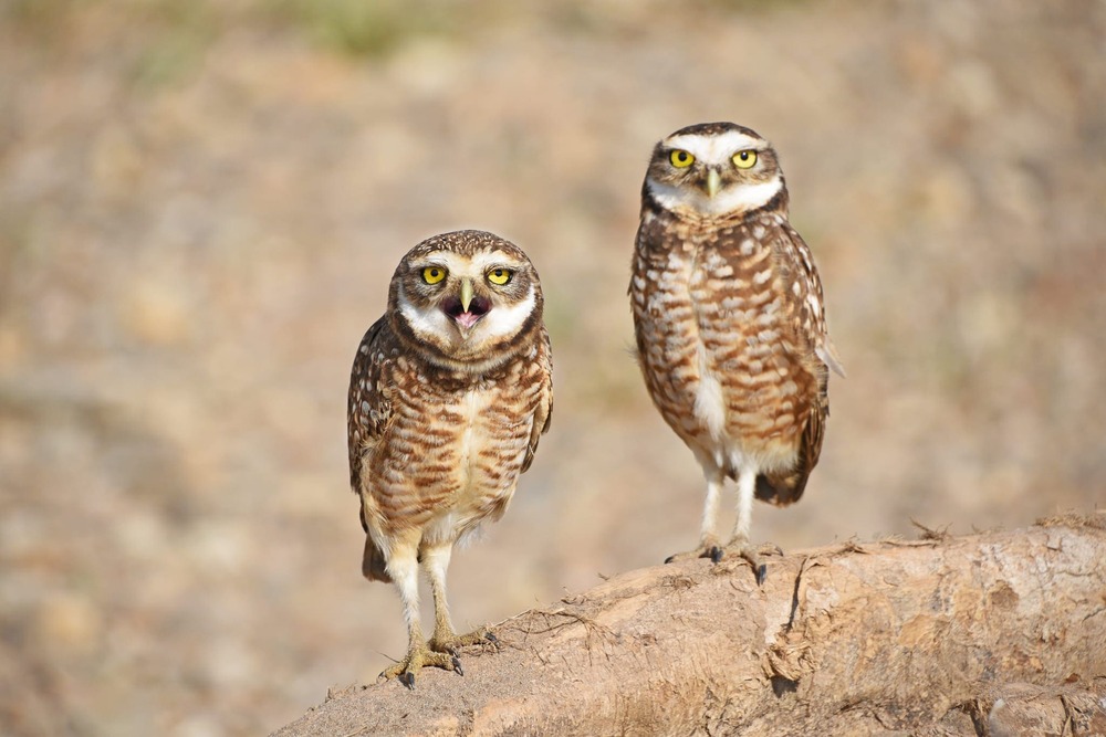 Tambopata Selva Paraiso Sandoval 2 Días / 1 Noche