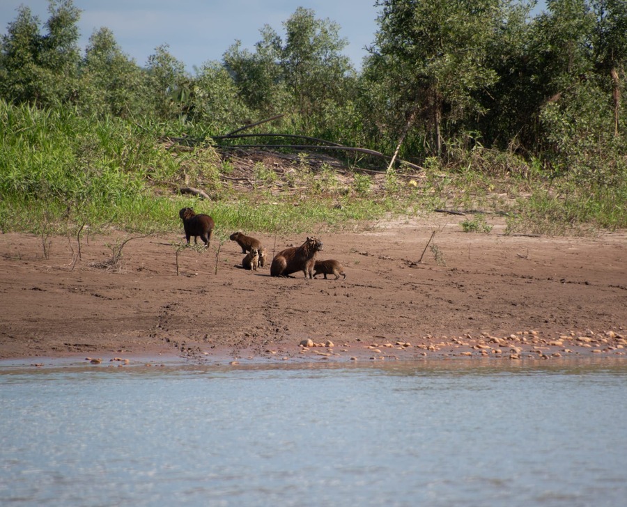 Collpa de Guacamayos Chuncho y Reserva Tambopata 2 Días / 1 Noche